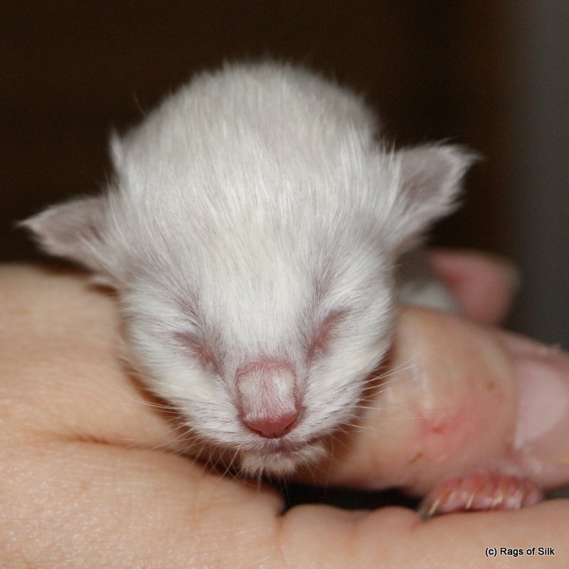 Ragdoll killing,
            ragdoll kat,
            racekat jylland,
            ragdoll jylland,
            kælekat,
            familiekat,
            